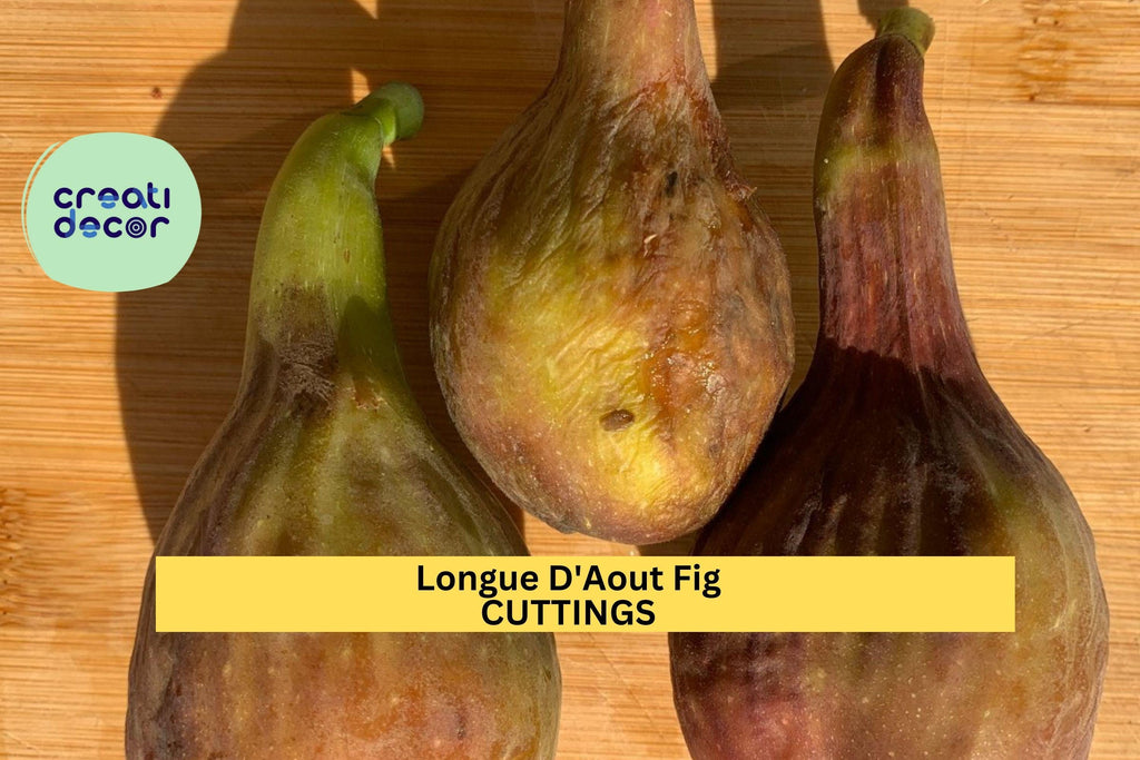 2 Longue D'Aout Fig Cuttings | Rare Ficus Carica Starter Wood | Grow Large Sweet Figs | Fresh Unrooted Fruit Tree Cuttings