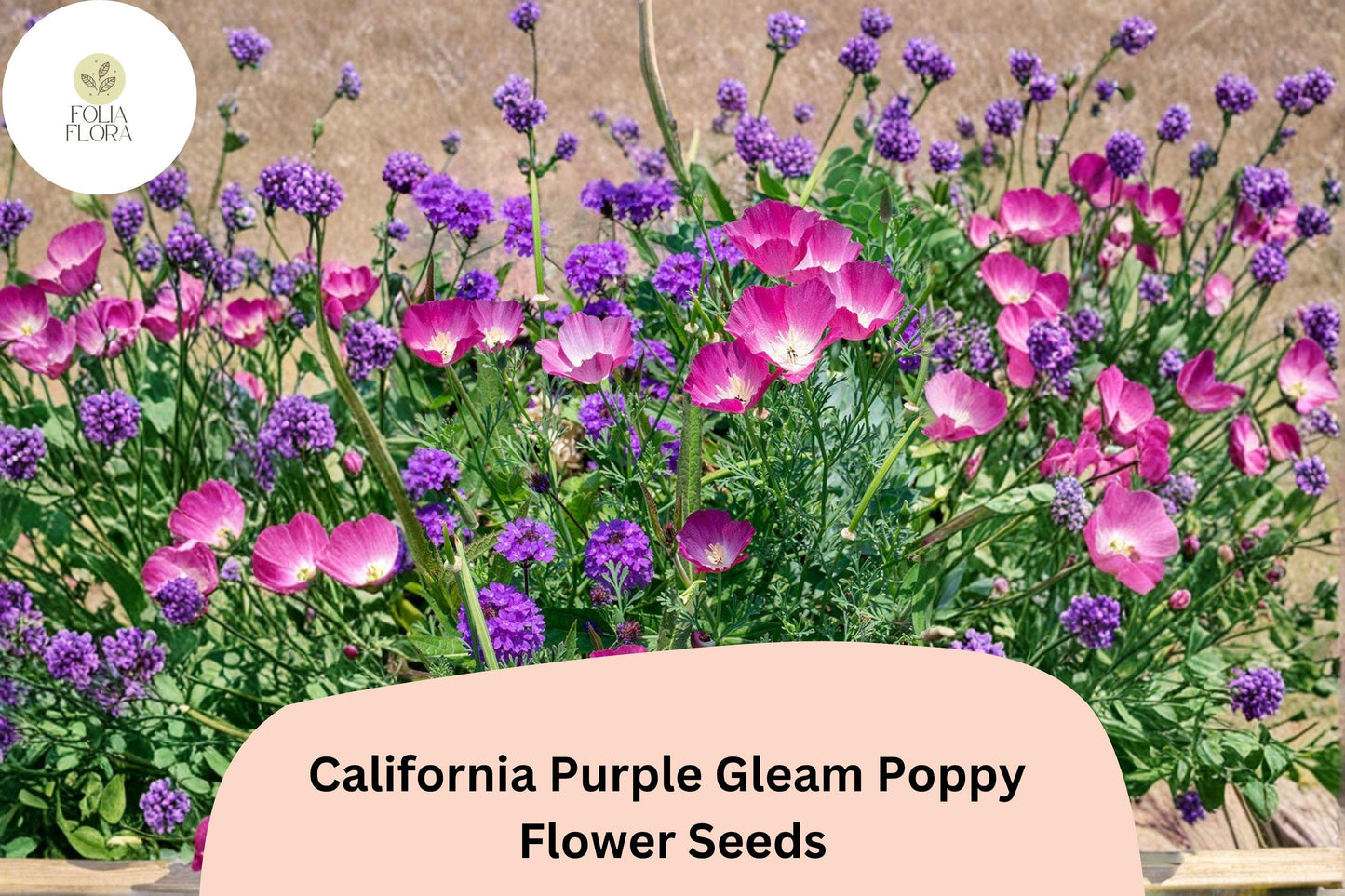 200+ California Purple Gleam Poppy Seeds for Garden Planting - Beautiful Wildflowers