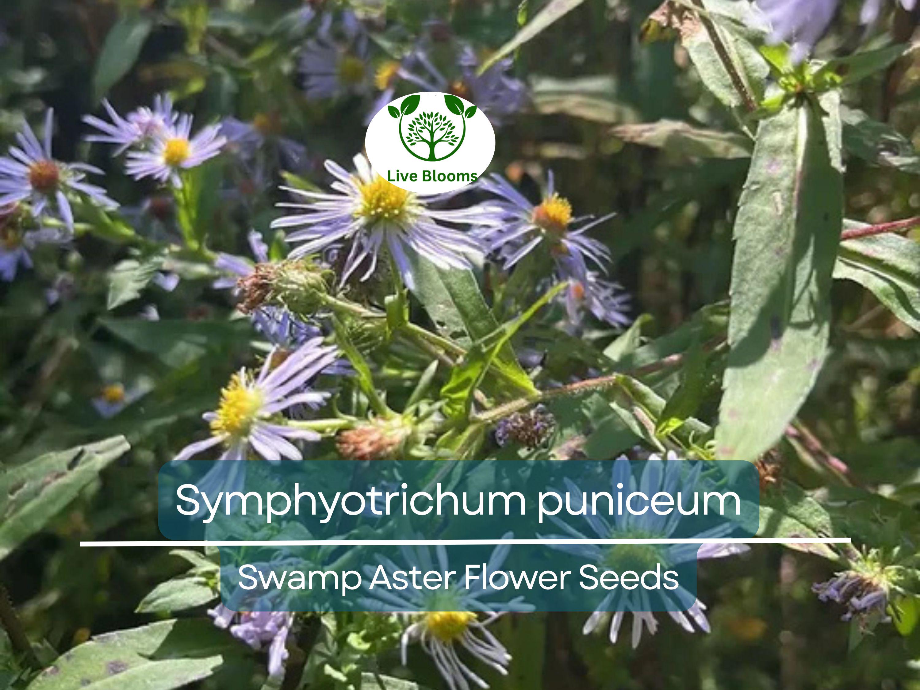 350 Symphyotrichum Puniceum Swamp Aster Seeds, Native Wildflower, Purple Flowers, Perennial, Pollinator-Friendly, Wetland Garden, Landscape