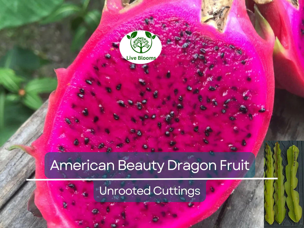 3 American Beauty Dragon Fruit Unrooted Cuttings 8-10", Self Pollinating (Hylocereus undatus), Edible Fruit Cactus, Grow Your Own Pitaya