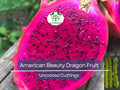3 American Beauty Dragon Fruit Unrooted Cuttings 8-10", Self Pollinating (Hylocereus undatus), Edible Fruit Cactus, Grow Your Own Pitaya