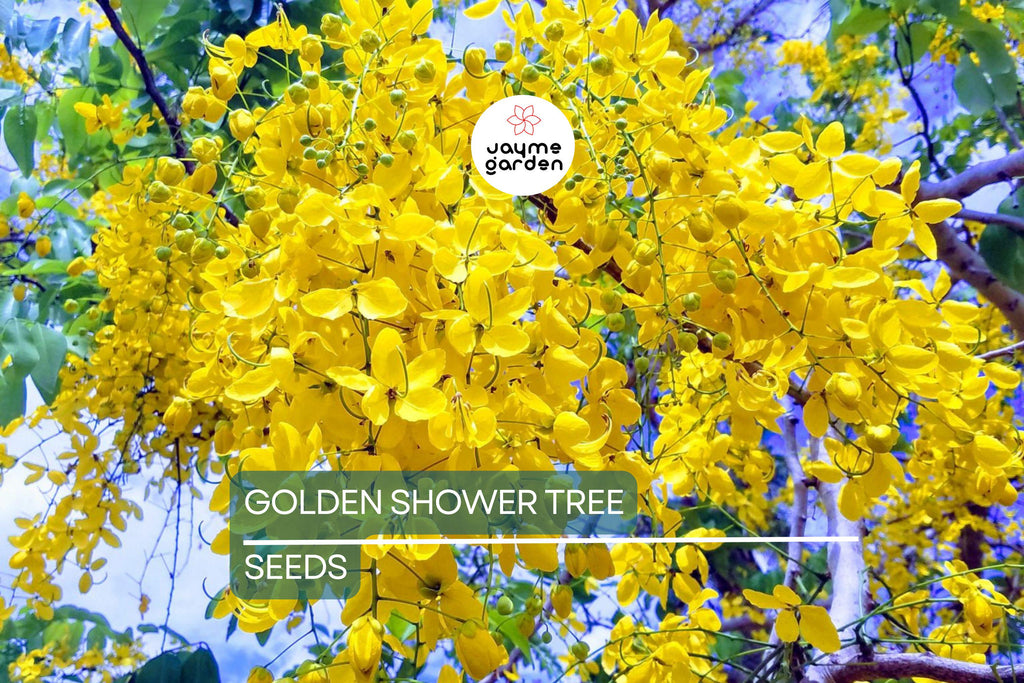 100 Golden Shower Tree Seeds - Cassia Bicapsularis - Yellow Flowers, Butterfly Host, Winter Blooming, Low Water Use