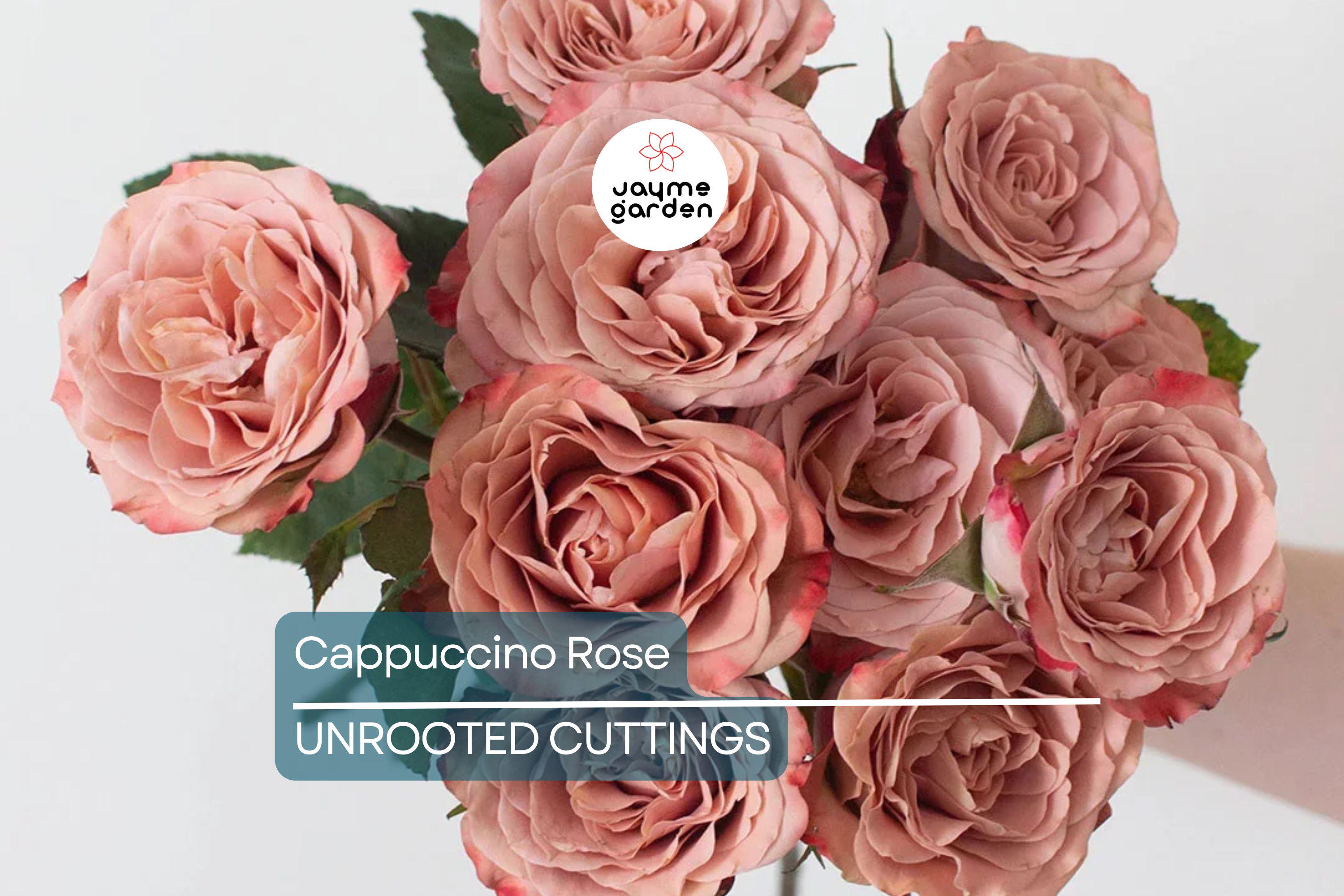 Cappuccino Rose Crepe Myrtle - 3 Cuttings for Rooting or Grafting - Fast-Growing