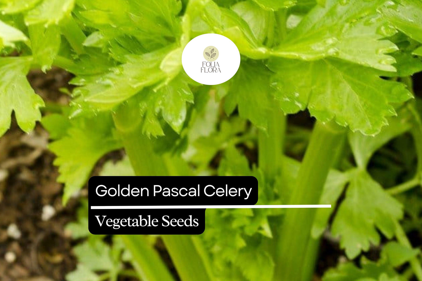 500 Seeds Golden Pascal Celery, Crisp & Sweet Stalks, Heirloom Variety