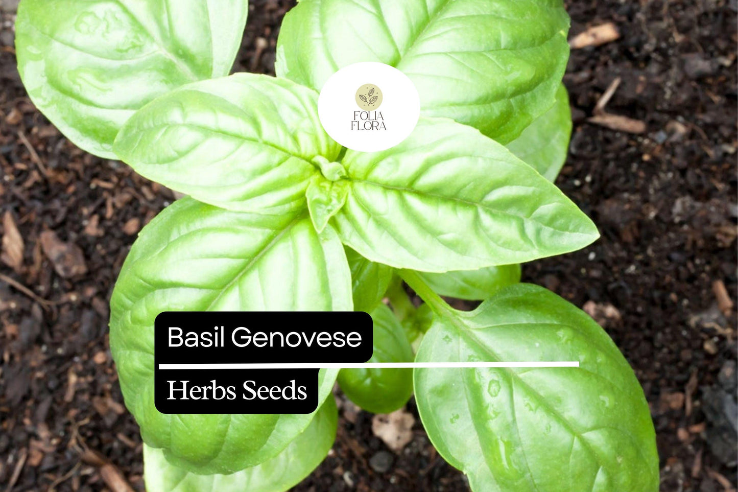 1000 Seeds Basil Genovese | Ocimum basilicum | Heirloom, Non-GMO Italian Herb | Aromatic & Flavorful