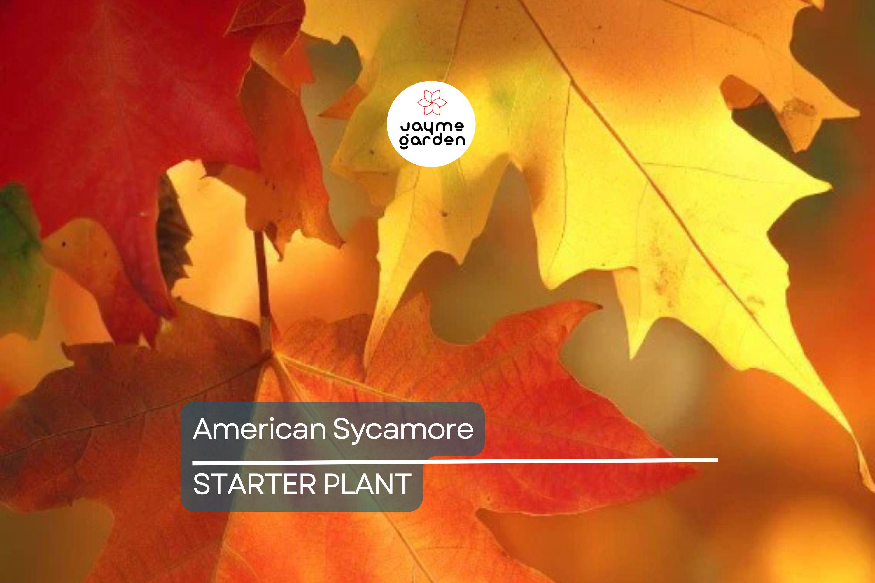 American Sycamore Tree Starter Plant | Live Bare Root | Fast-Growing Shade Tree for Zones 3-9 | 2-3 Feet Tall