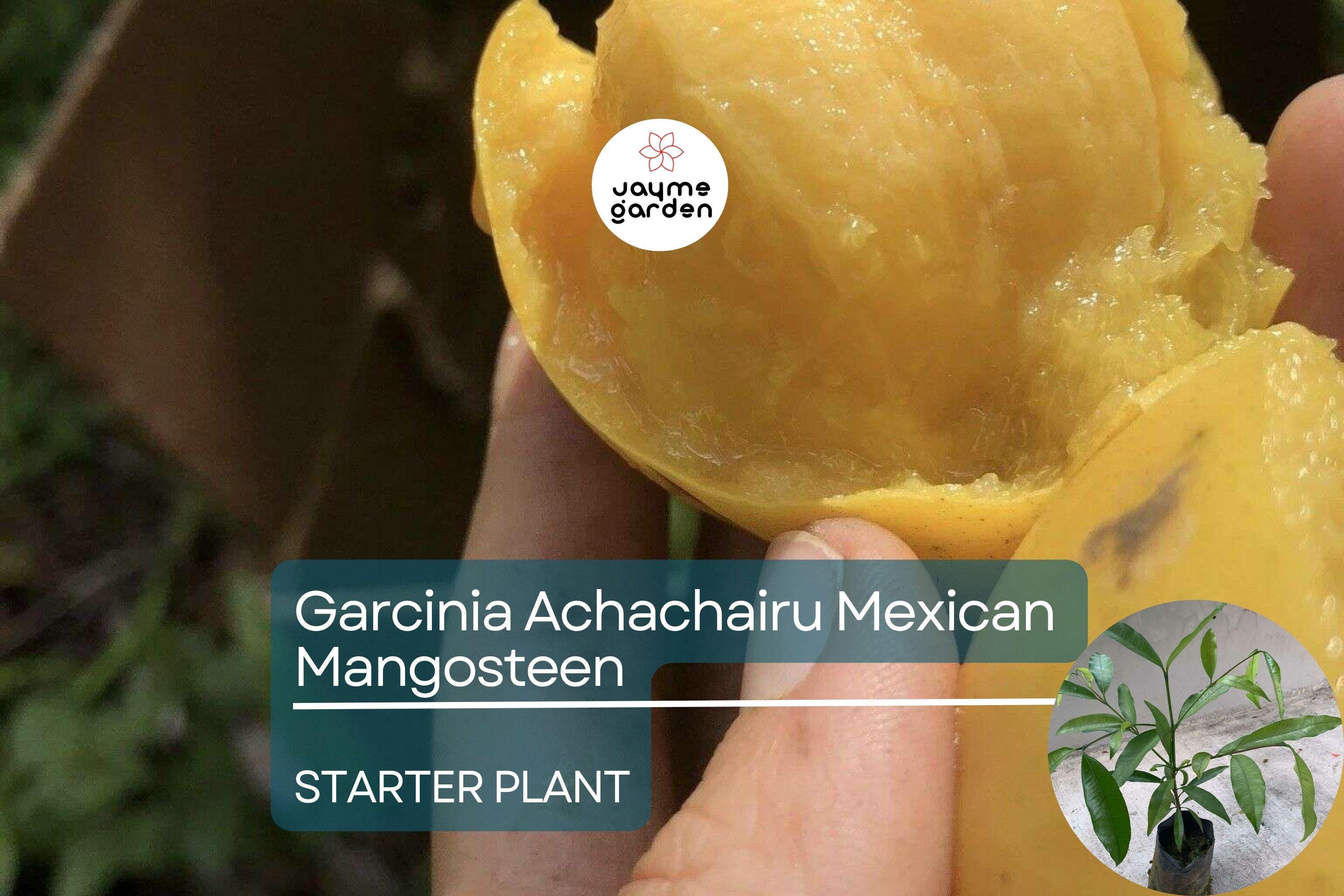 Garcinia Achachairu Starter (Mexican Mangosteen) – Exotic Tropical Fruit Tree, 10”-18” Live Plant, Sweet & Tangy Flavored Fruit
