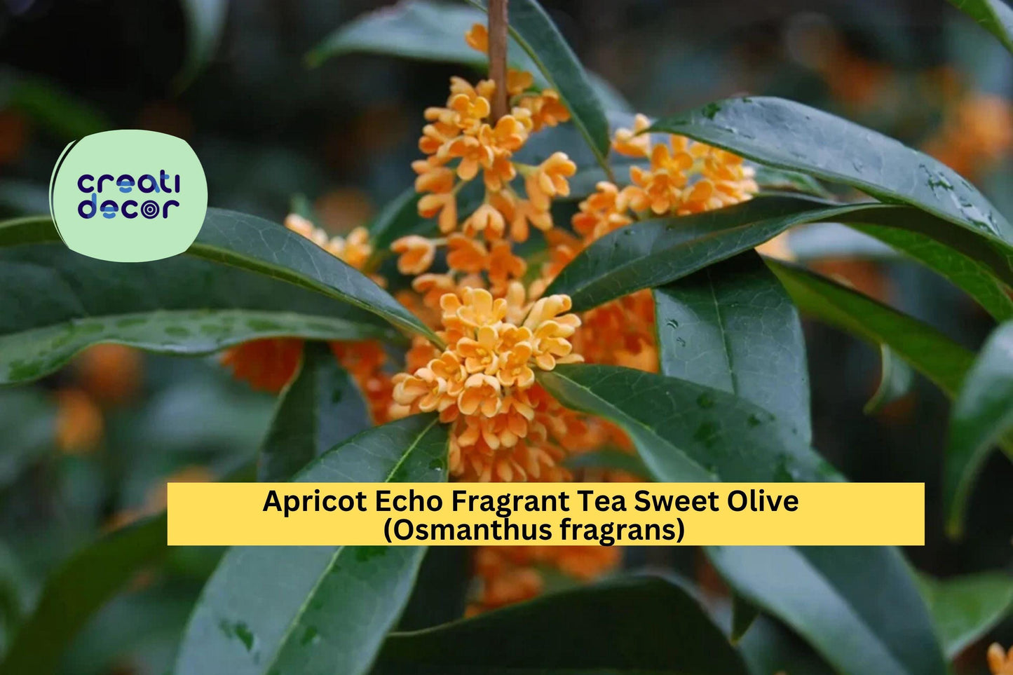 Apricot Echo Osmanthus Fragrans – Fragrant Tea Olive Live Starter Plant – Sweet-Scented Evergreen Shrub for Garden or Patio