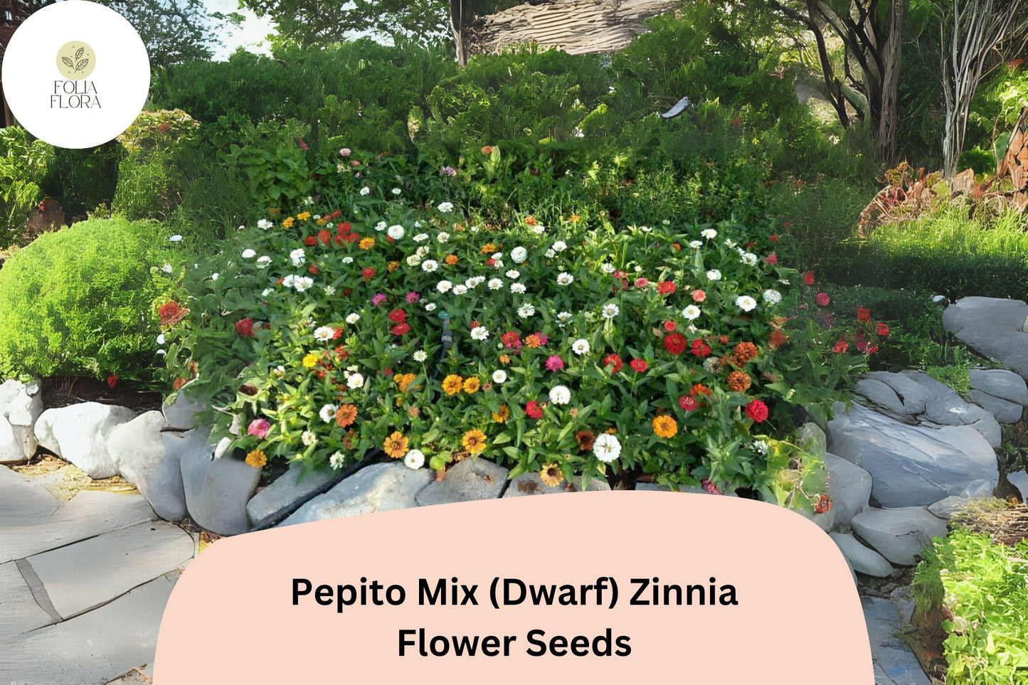 100+ Pepito Mix Zinnia Seeds – Dwarf Garden Blooms for Borders, Pots & Containers, Easy Annual Flowers