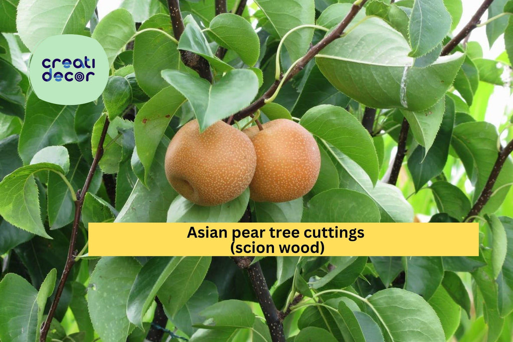 Asian Pear Tree Cuttings – 10 Fresh Round Pear Scion Wood for Rooting, Grafting, and Propagation, Pyrus pyrifolia Fruit Variety