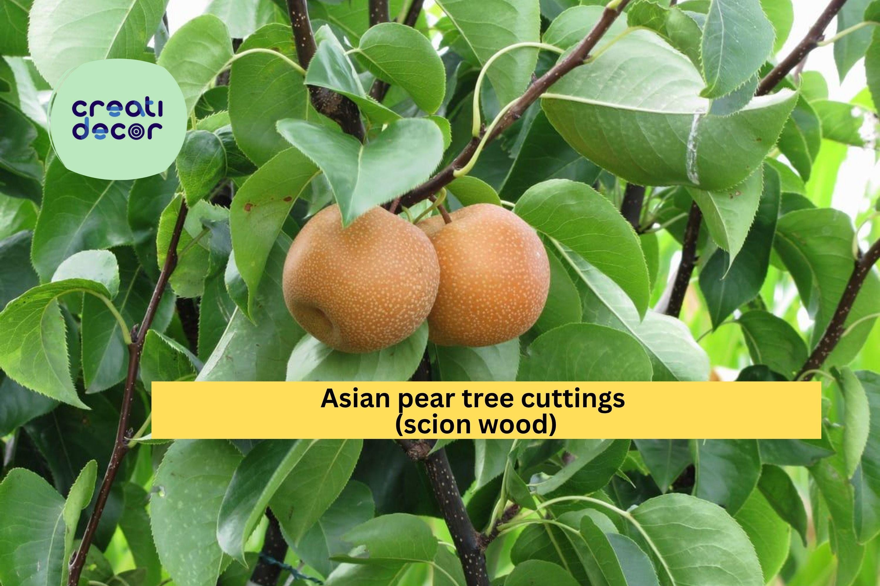 Asian Pear Tree Cuttings – 10 Fresh Round Pear Scion Wood for Rooting, Grafting, and Propagation, Pyrus pyrifolia Fruit Variety