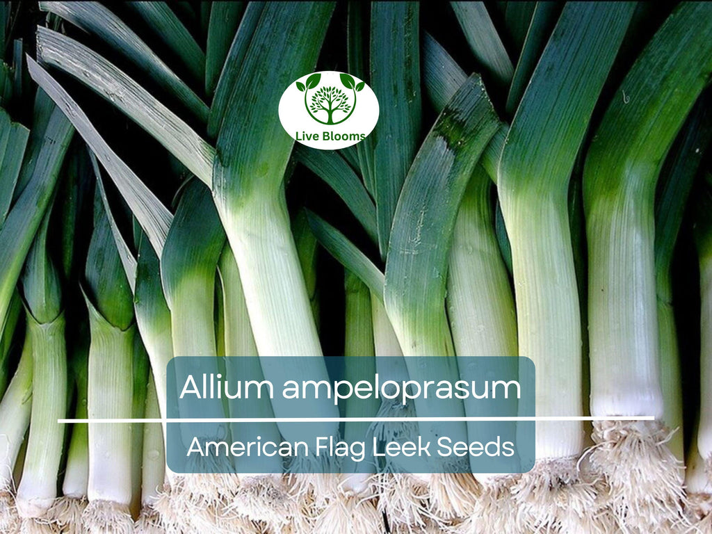 150 Seeds American Flag Leek - Allium ampeloprasum, Heirloom Leek Variety, Non-GMO, Easy to Grow, Hardy, Great for Gardeners & Cooks