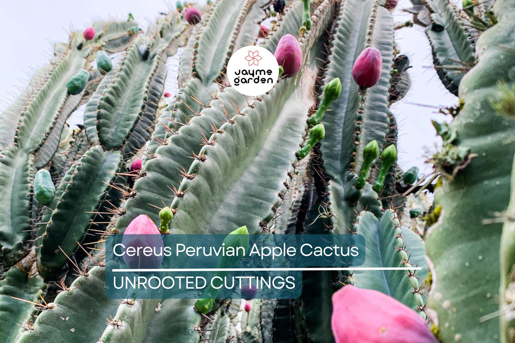 12" Cereus Peruvian Apple Cactus Cutting (Top Cut) - 1ft Segment - Hardy Indoor/Outdoor Plant