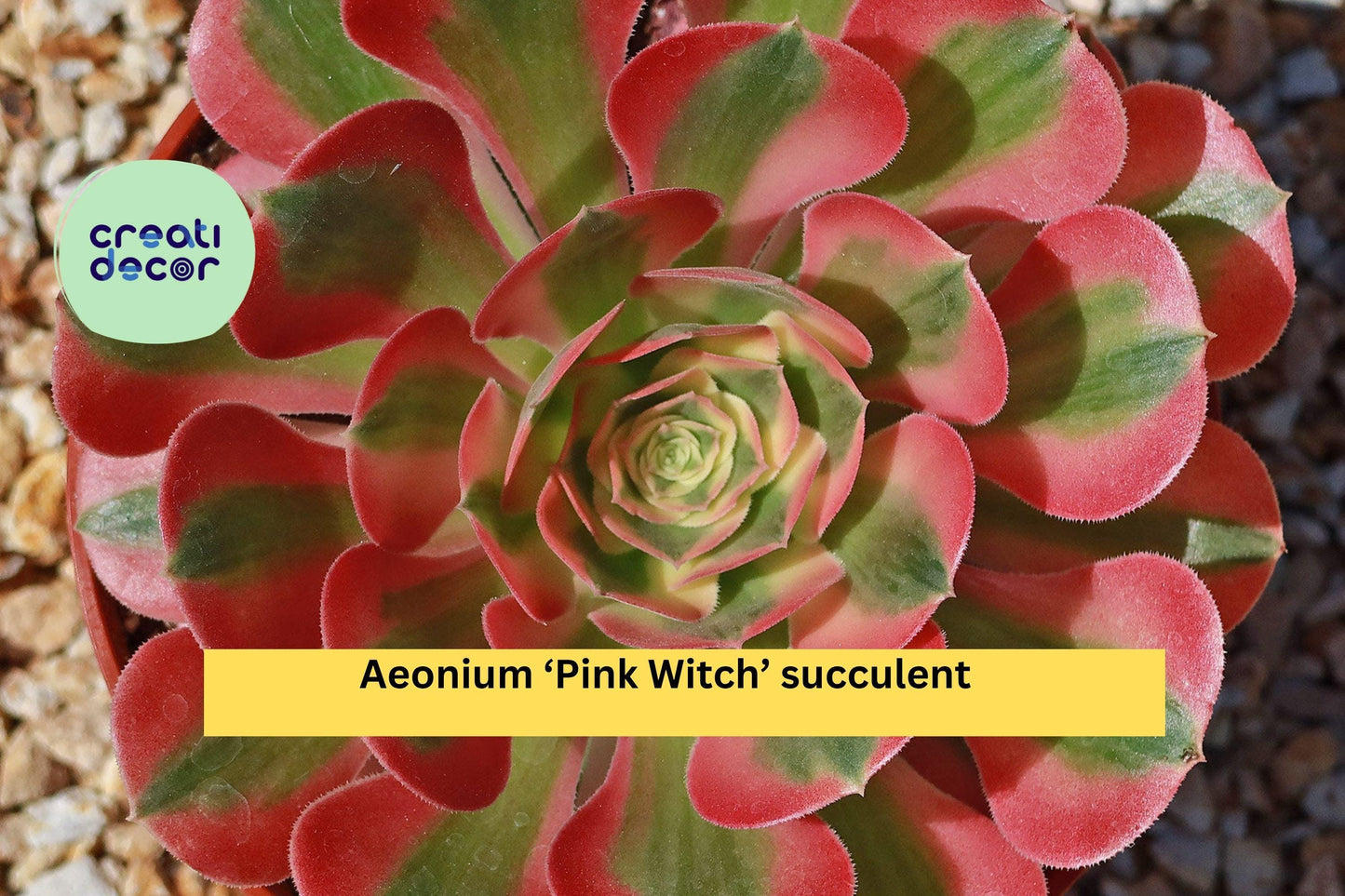Aeonium ‘Pink Witch’ Succulent – 3.5–4″ Bare Root Live Plant – Rare Pink Rosette Succulent Gift for Home or Garden