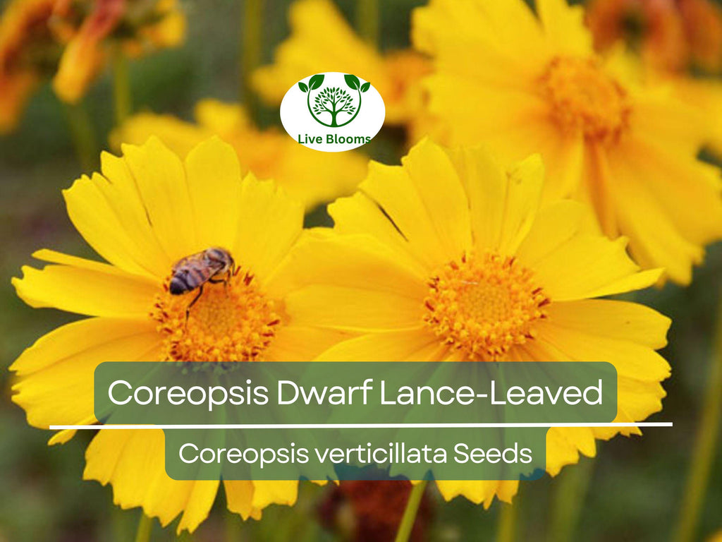 500 Seeds Coreopsis Dwarf Lance-Leaved Tickseed Perennial Non-GMO Butterflies Flower, Coreopsis verticillata, Yellow Garden Plants