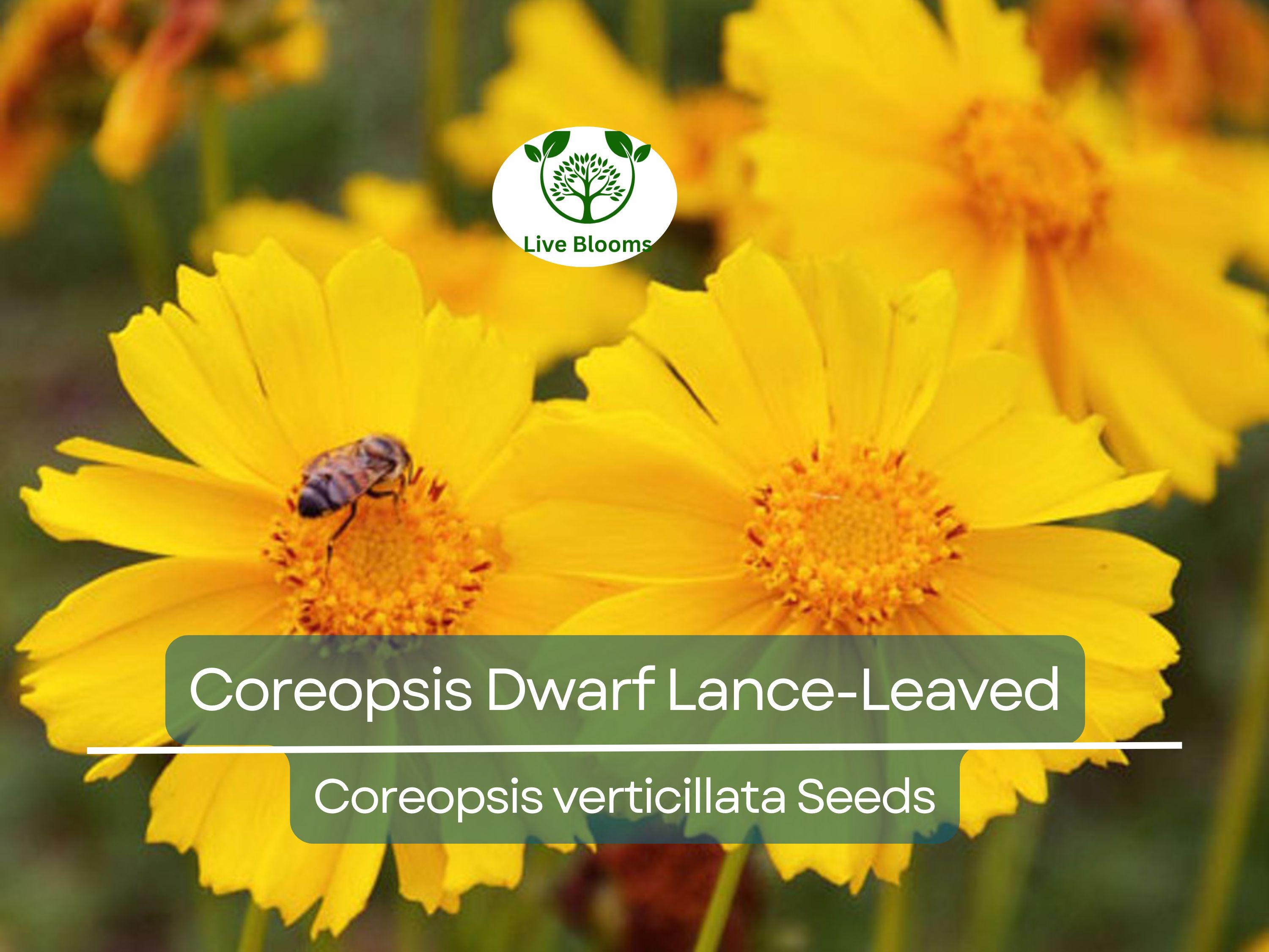 500 Seeds Coreopsis Dwarf Lance-Leaved Tickseed Perennial Non-GMO Butterflies Flower, Coreopsis verticillata, Yellow Garden Plants
