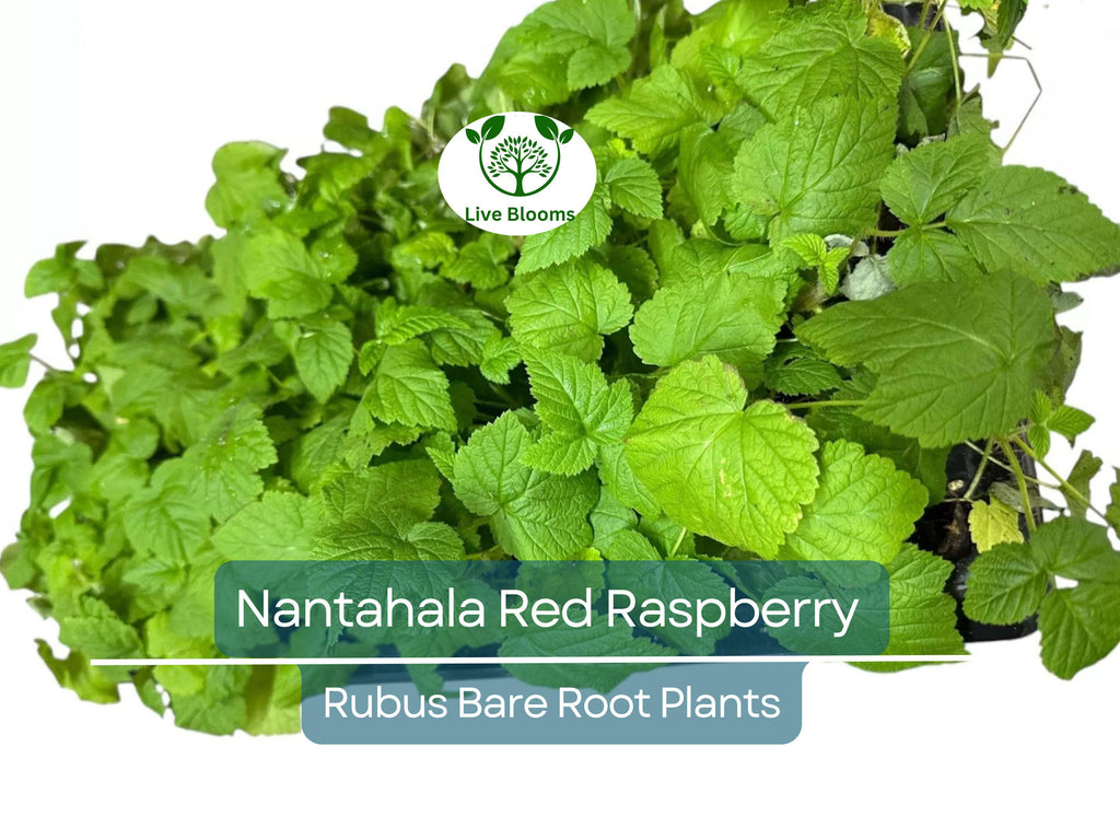 1 Nantahala Red Raspberry Plant - Rubus - Bare Root Starter Plant - Edible Fruit Garden Berry Bush