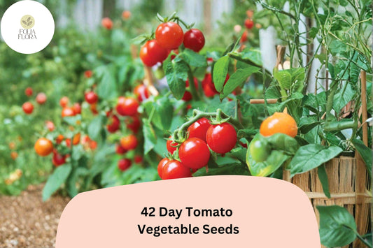 42-Day Tomato Seeds 100+ | Solanum lycopersicum Early Ripening Heirloom Red Garden Tomato