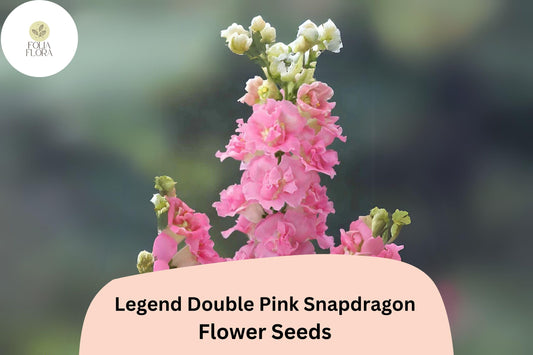 Antirrhinum majus Legend Double Pink Snapdragon Seeds – 1000+ Lush Double Blooms for Garden & Bouquets