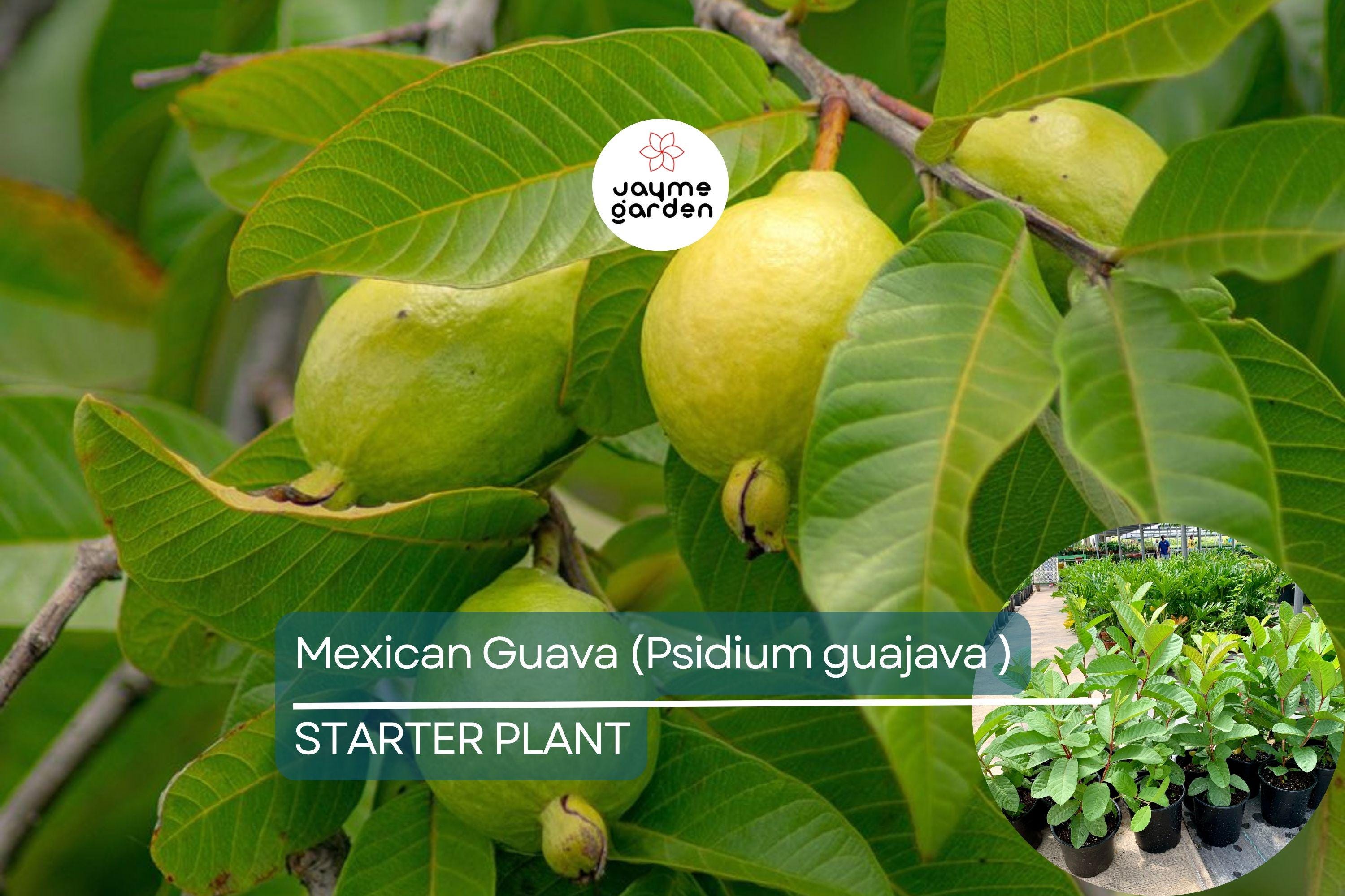 1 Mexican Guava (Psidium guajava) Live Fruit Tree – 1’-2’ Tall Sweet, Creamy Tropical Delight