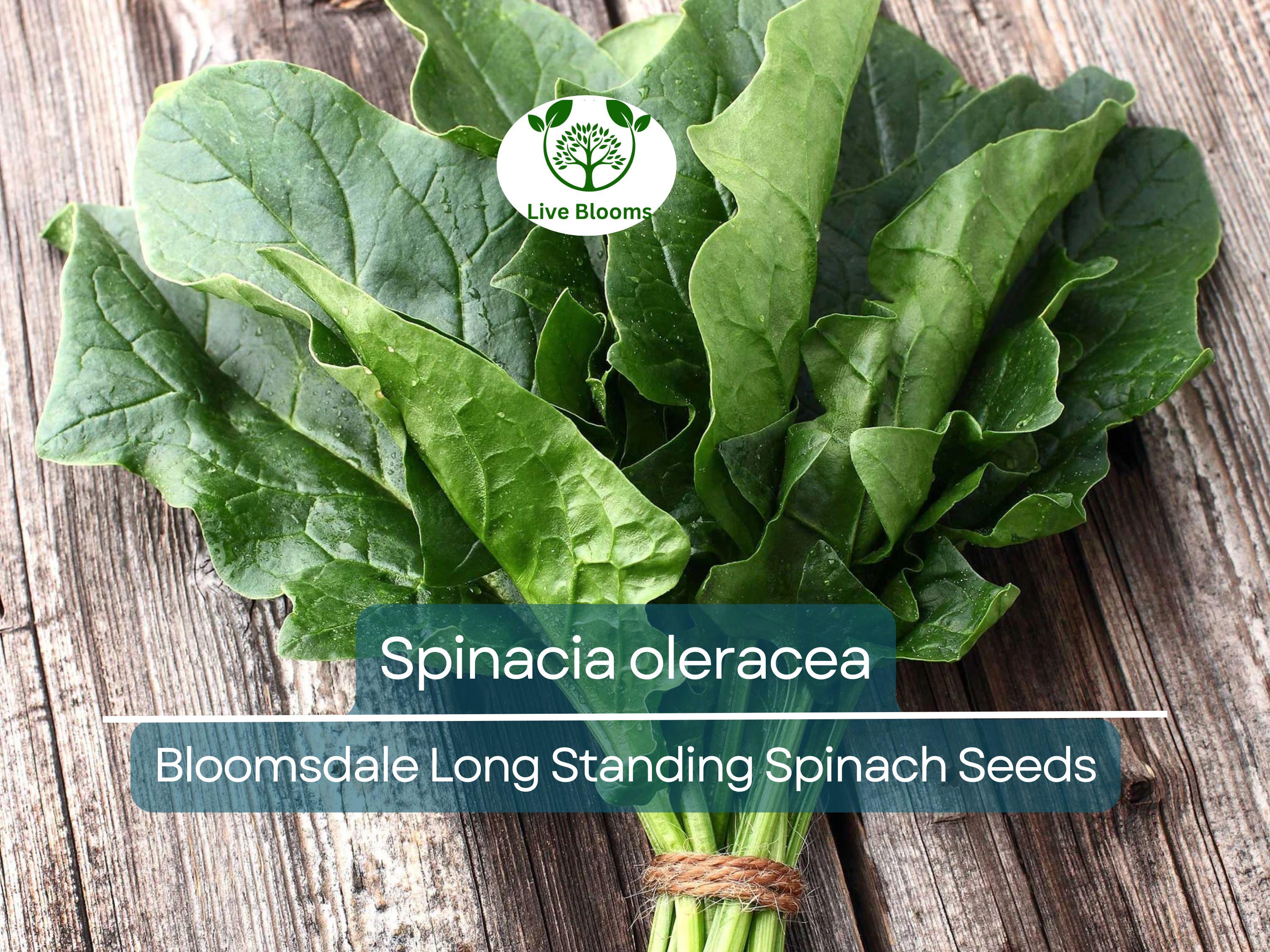 1 Gram Seeds Spinach Bloomsdale Long Standing – Spinacia oleracea | Heirloom Vegetable Seeds for Planting & Gardening