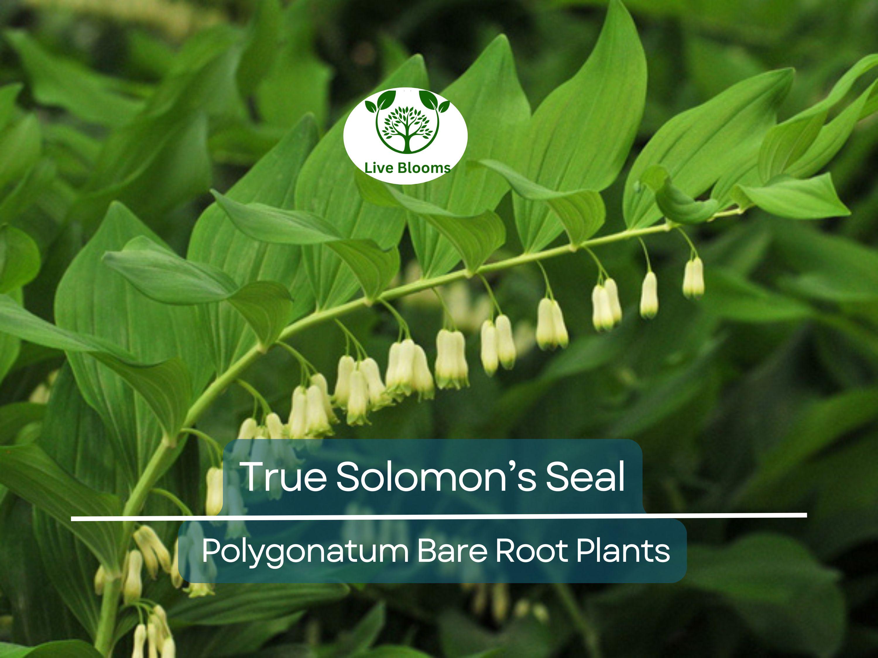 10 True Solomon’s Seal Plants - Bare Root Transplants - Polygonatum biflorum, Woodland Shade, Herb, Native Perennial