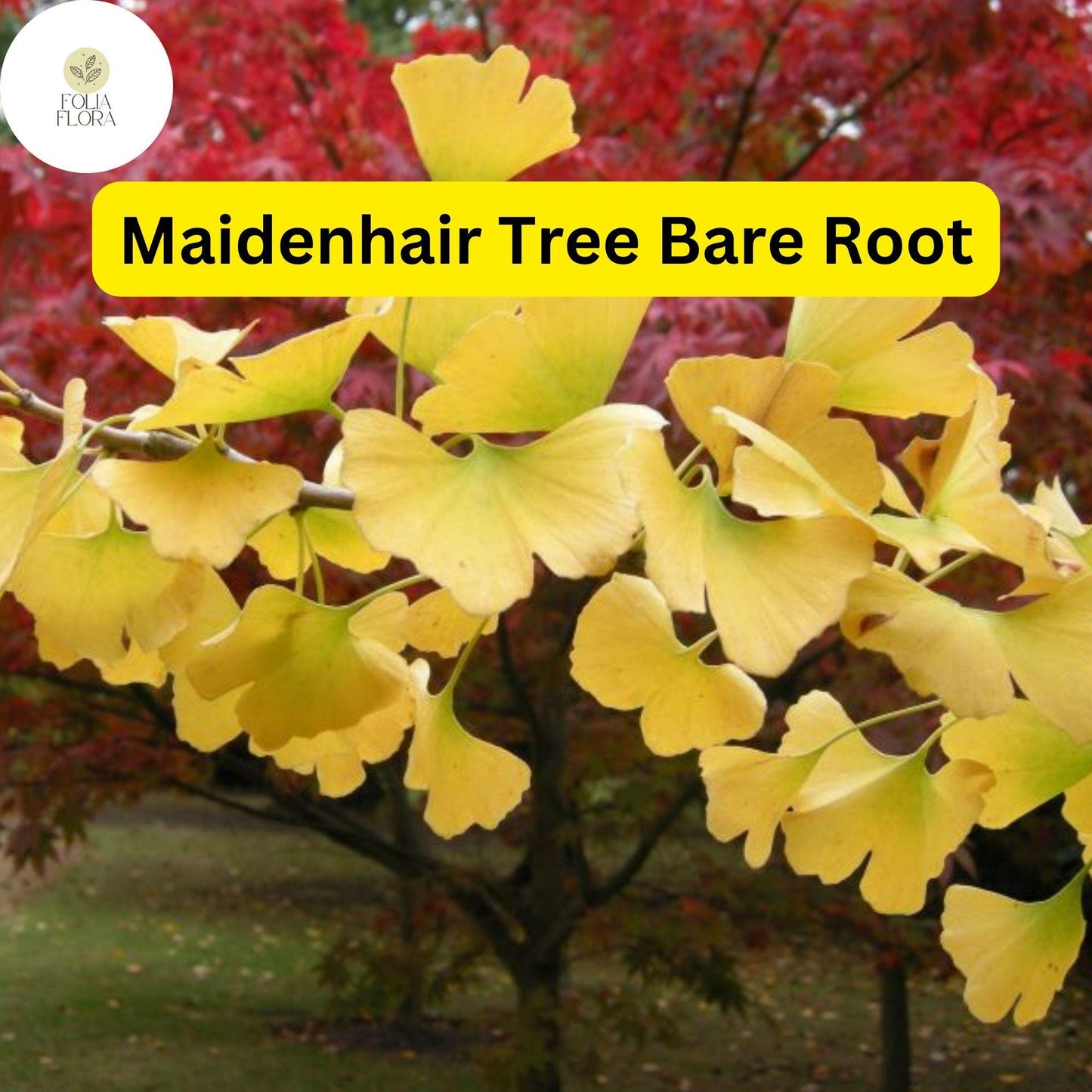 3 Bare Root Ginkgo Biloba Maidenhair Trees, Starter Live Trees