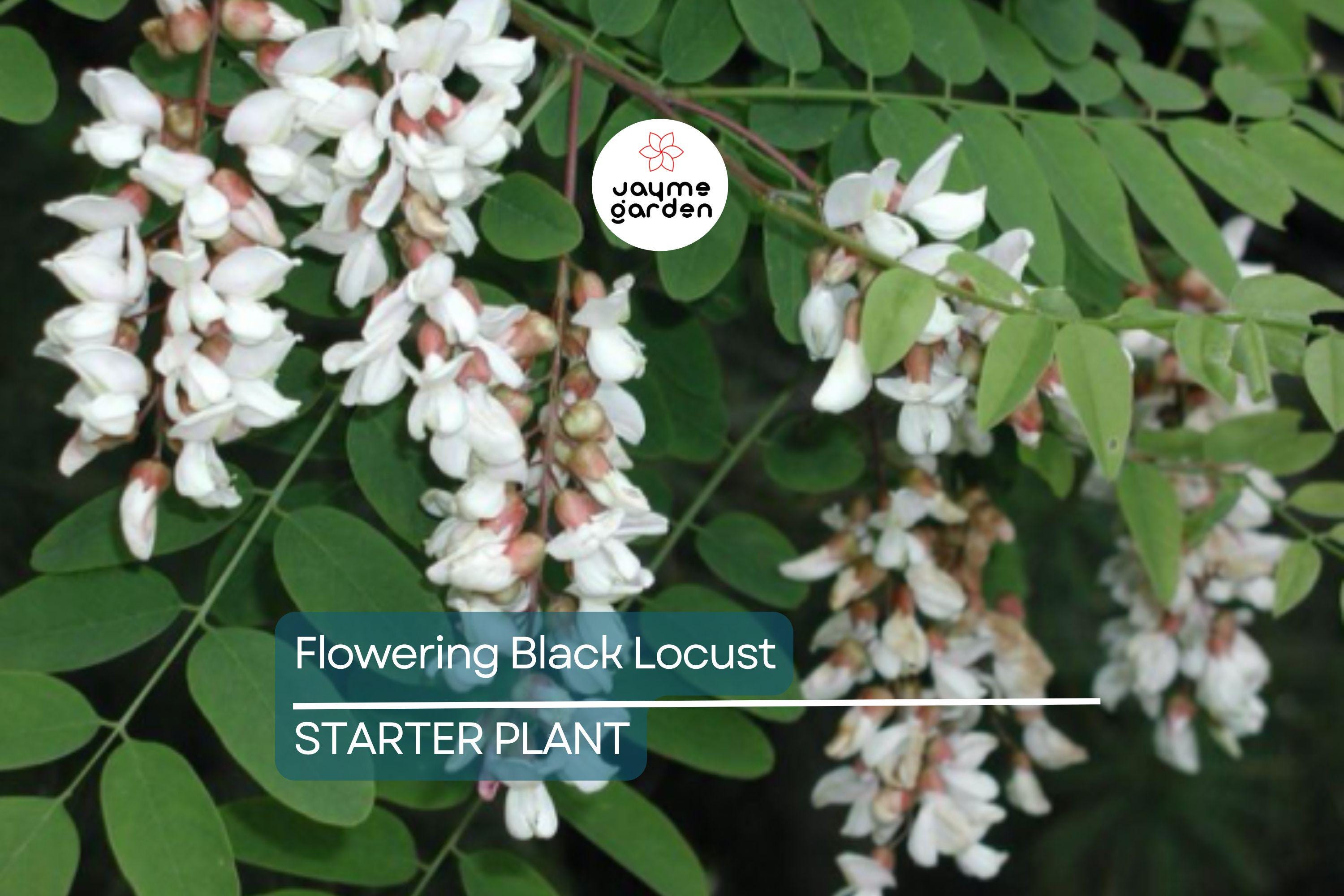 Flowering Black Locust Tree | Robinia pseudoacacia | Live Bare Root Plant 2-3' Tall | Fast-Growing Tree for Zones 4-8