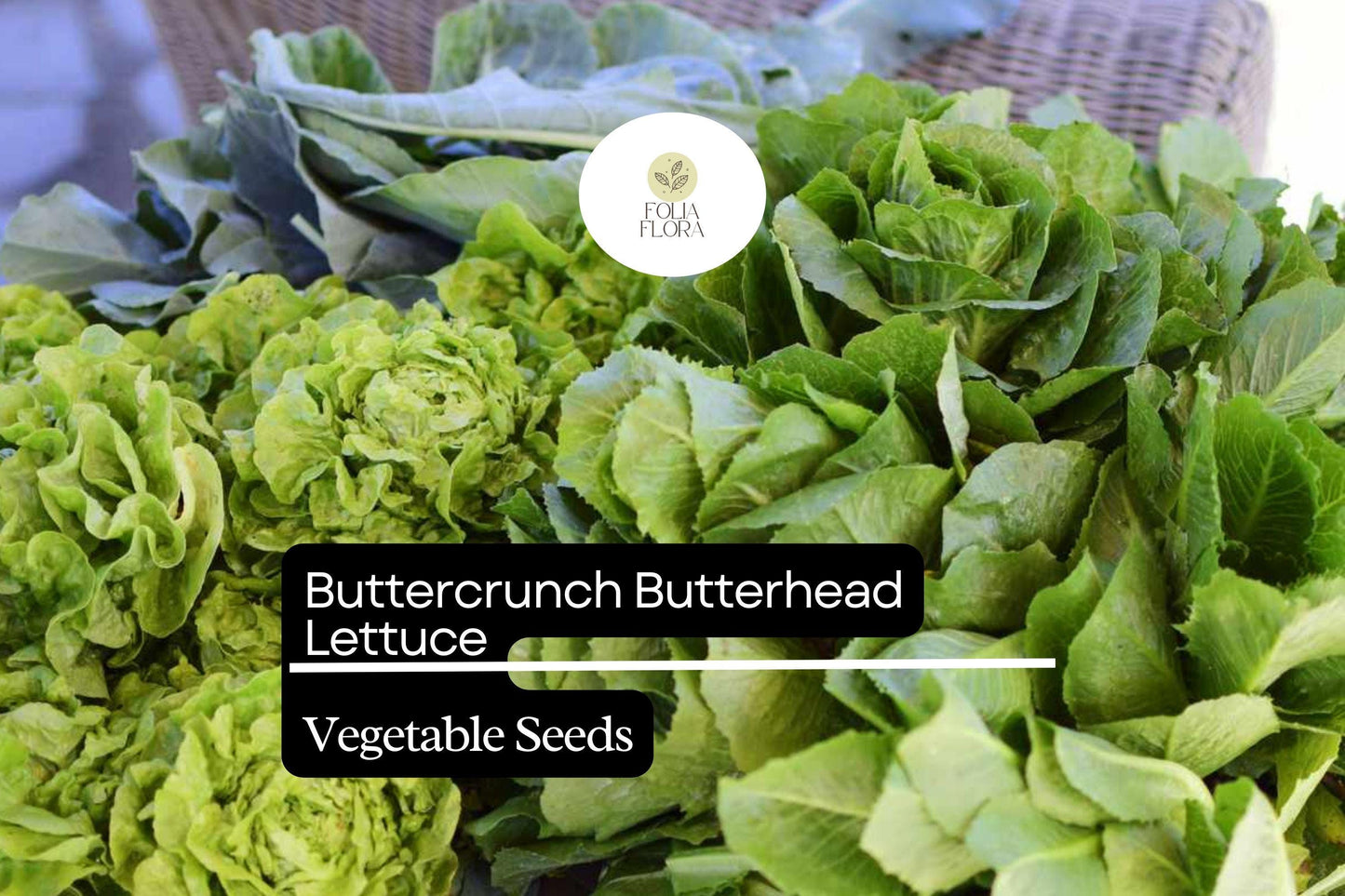 1000 Buttercrunch Lettuce Seeds – Lactuca sativa – Heirloom, Sweet & Buttery, Heat-Tolerant, Perfect for Salads