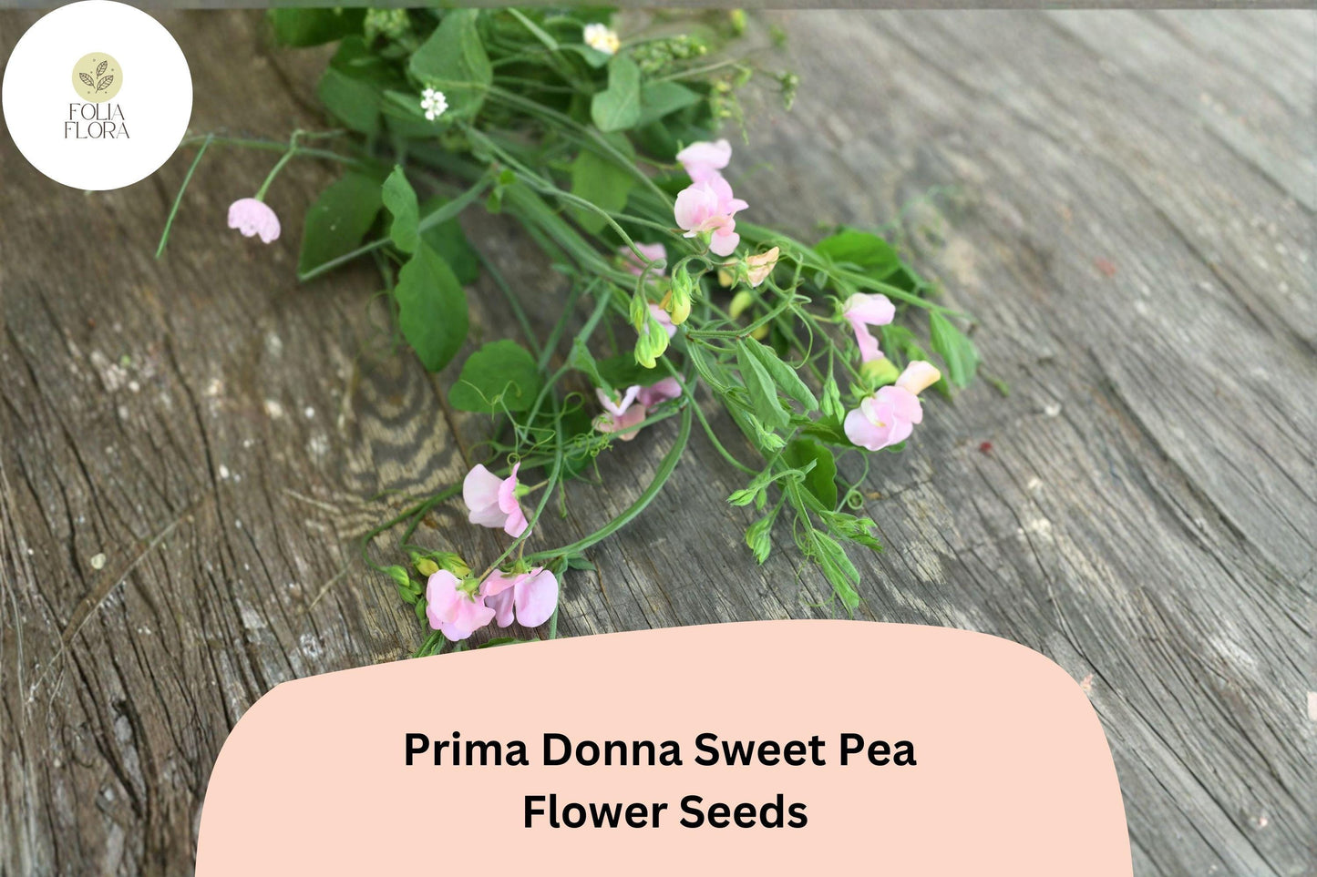 50+ Prima Donna Sweet Pea Seeds | Fragrant Rosy Pink Flower for Garden Trellis