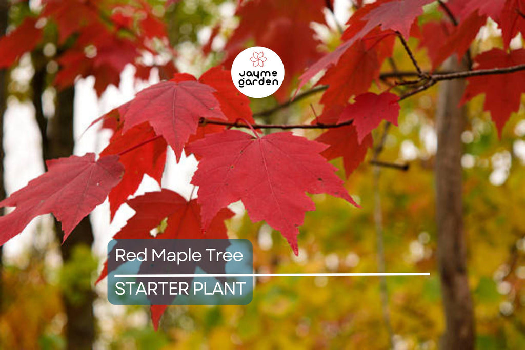 Red Maple Tree Seedlings - 8-12" Live Starter Trees for Planting, Hardy Shade Trees, Landscaping Favorites, Grown in the USA
