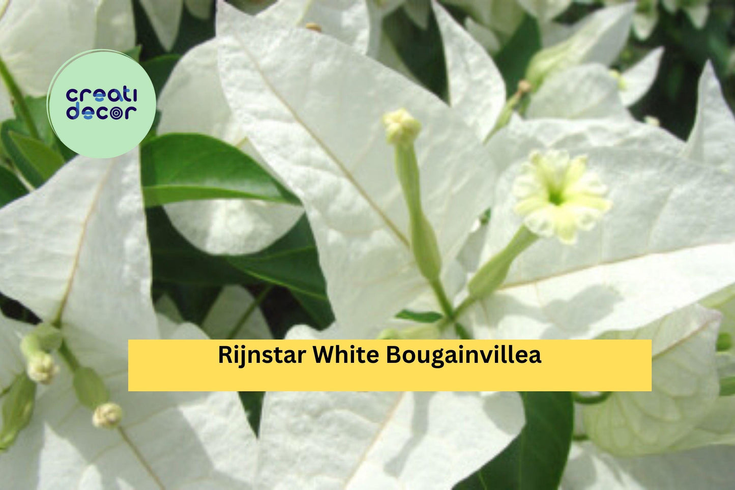 Rijnstar White Bougainvillea | Live Rooted Starter Plug Plant | Tropical Flowering Vine with White Bracts for Trellis or Containers