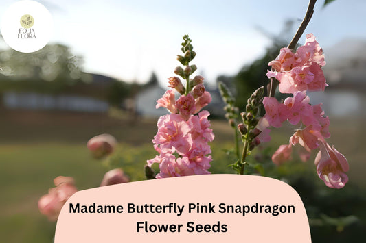 Antirrhinum majus Madame Butterfly Pink Snapdragon Seeds – 1000+ Ruffled Blooms for Garden & Cut Flowers