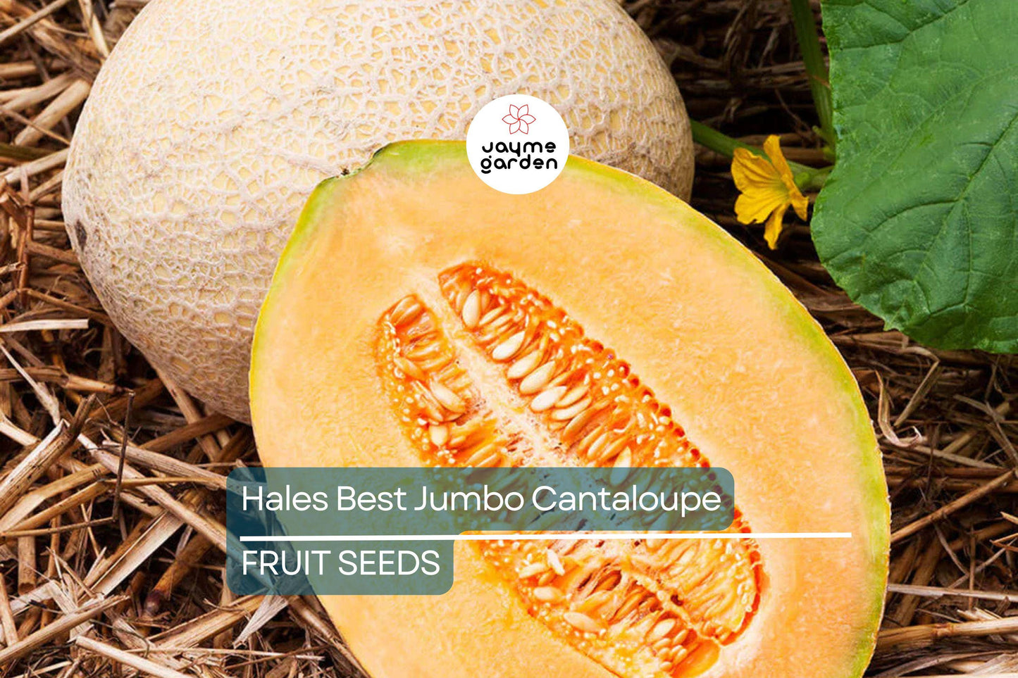100 Hales Best Jumbo Cantaloupe Seeds - Heirloom, Non-GMO, Sweet & Juicy Melons