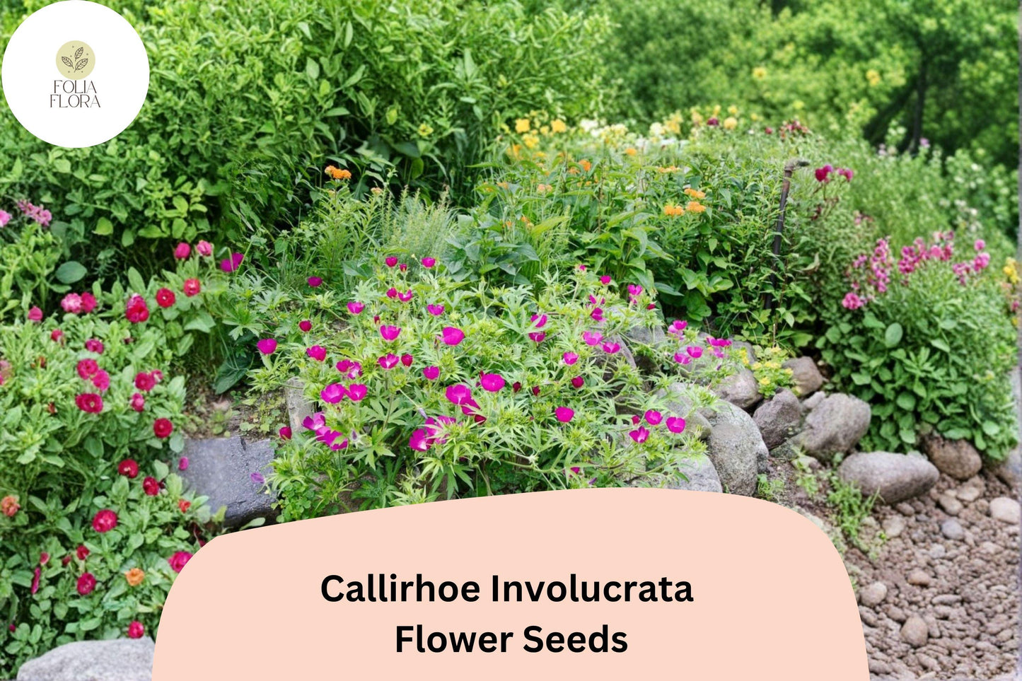 15 Callirhoe involucrata Seeds | Purple Poppy Mallow | Low-Growing Native Groundcover Wildflower
