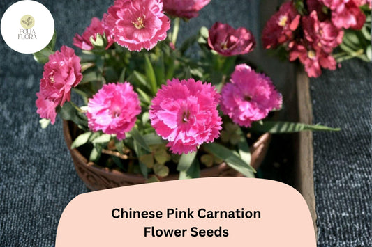 200+ Chinese Pink Carnation Seeds | Dianthus chinensis | Fragrant Pink Blooms for Garden Borders & Pots