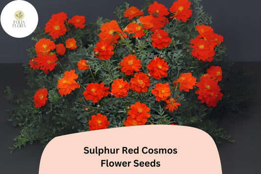 200+ Sulphur Red Cosmos Seeds | Cosmos sulphureus | Bright Red Blooms | Easy Annual Flower Seeds for Garden