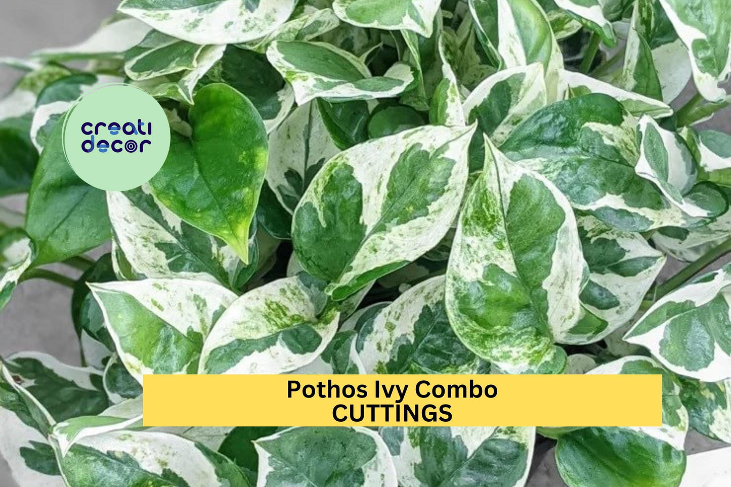 Pothos Marble Queen Cuttings (3) | Indoor Ivy Combo | Variegated Houseplant Starter | Easy Rooting | Air Purifying Vining Plant