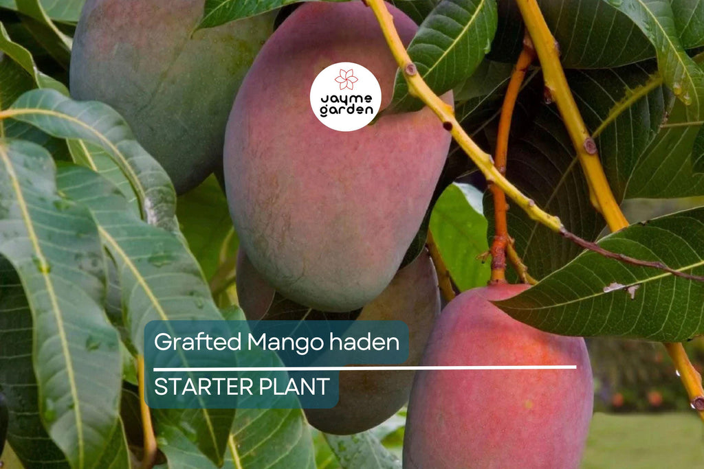 Grafted Mango Haden Tree (Mangifera) Starter 3’-4’ - Juicy, Sweet & Tangy Tropical Fruit Tree for Gardens