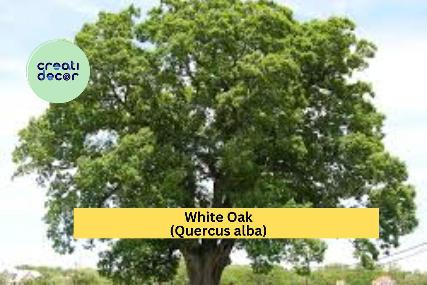 White Oak (Quercus alba) – 8 Live Seedlings 6–10” – Hardy Native Shade Tree Saplings from Acorn – Well Rooted Plants