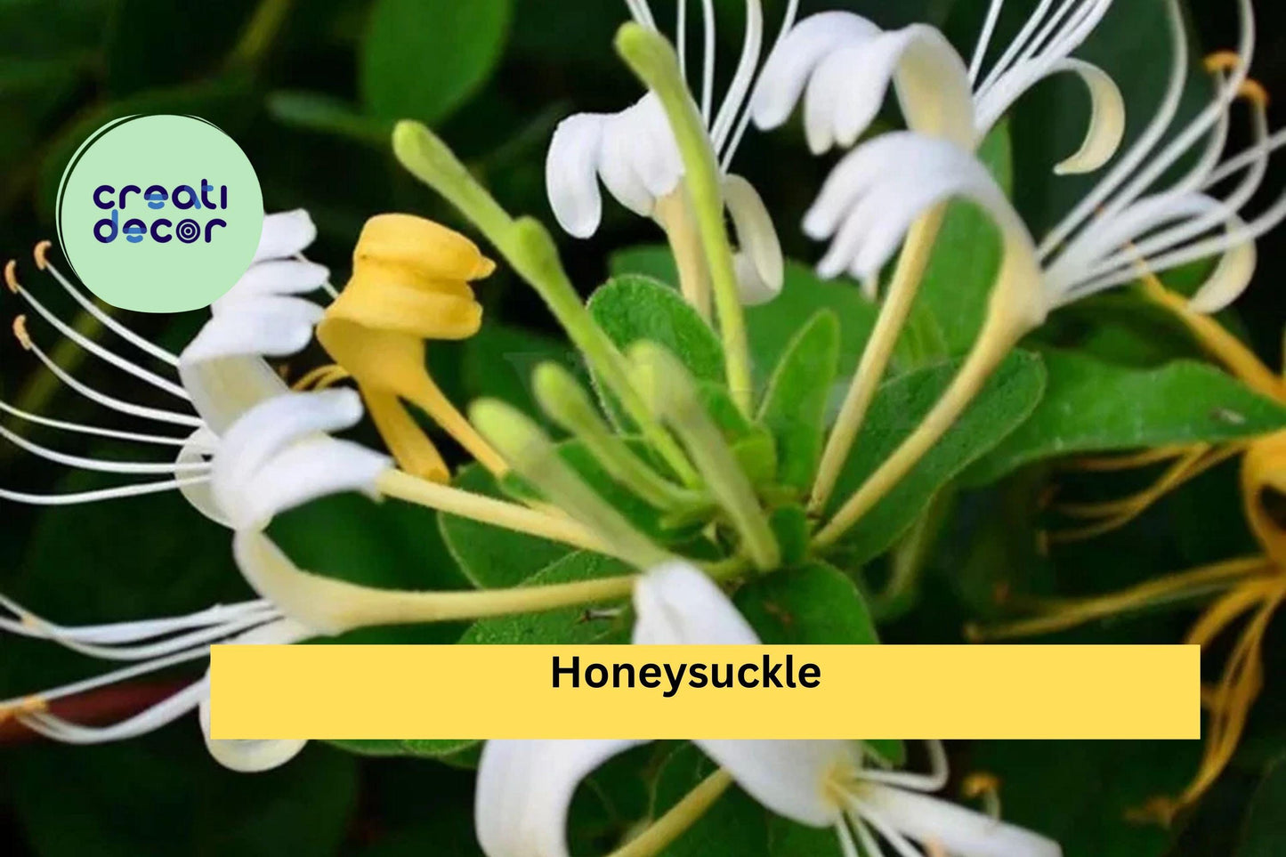 4 Honeysuckle Rooted Cuttings – Live Lonicera Plants for Bonsai Training or Garden Growing – Fragrant Hardy Shrub Starter