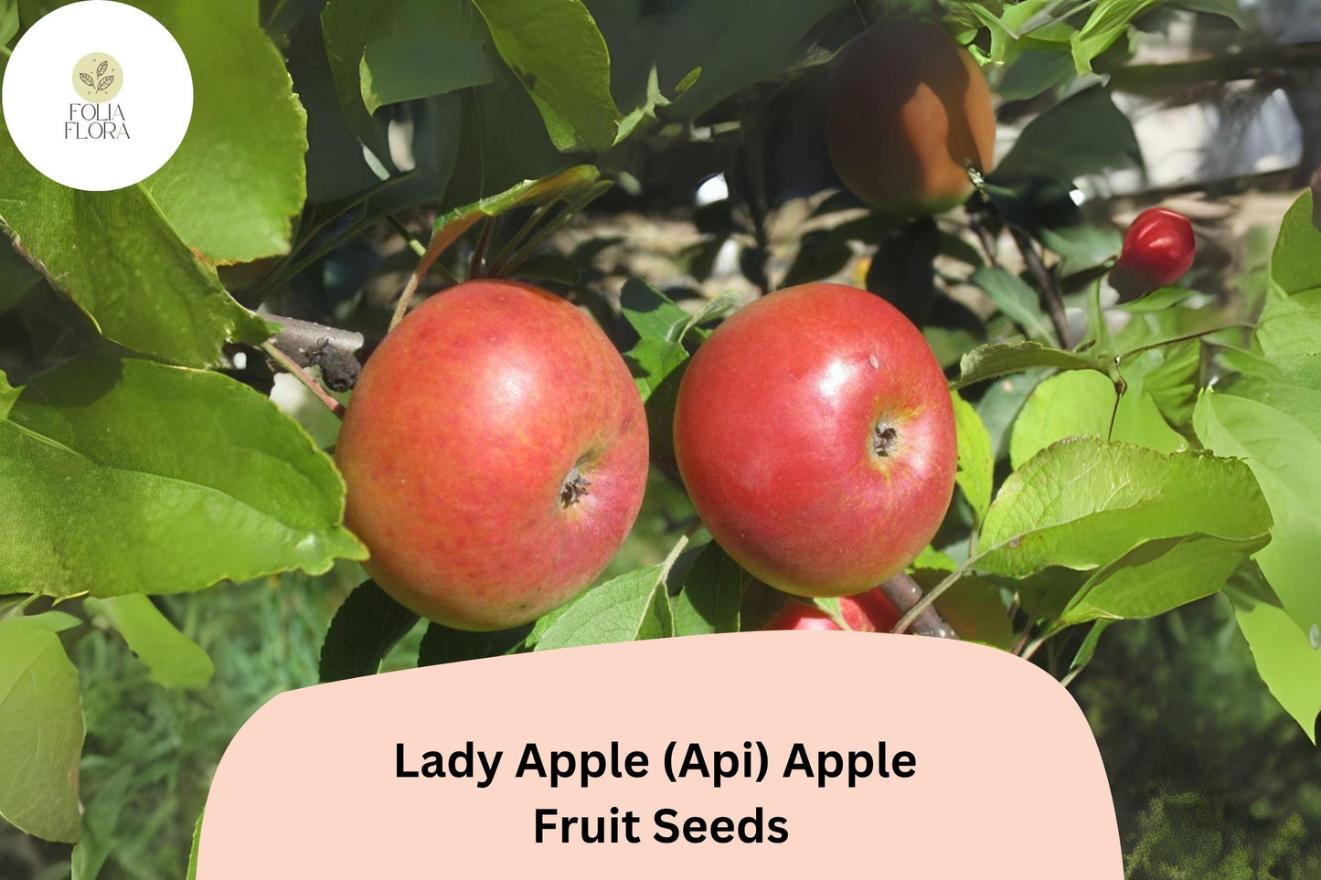 25+ Lady Apple Seeds (Api Variety) | Malus domestica | Miniature Heirloom Apple | Antique French Variety