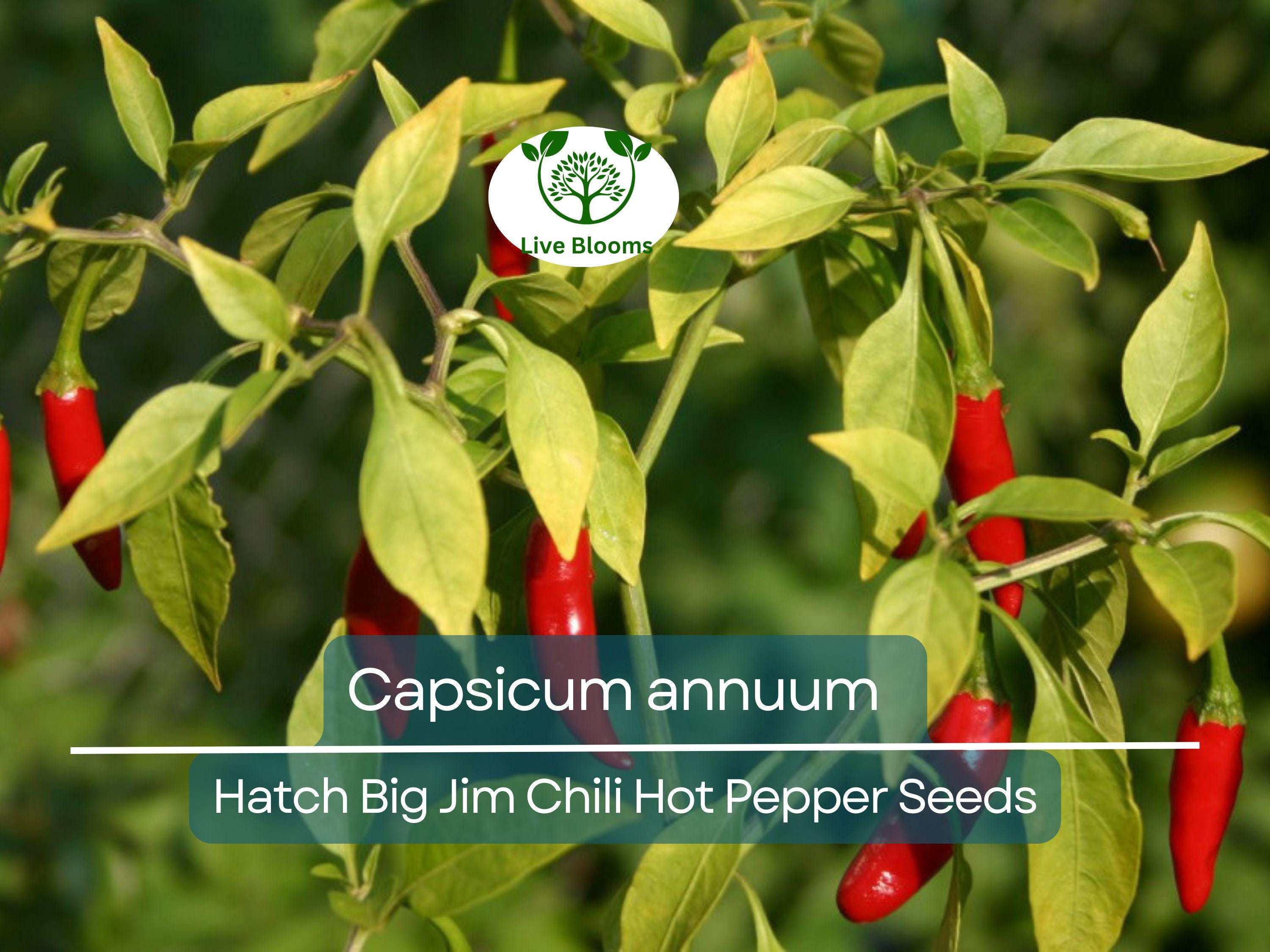 30 Seeds Hot Hatch Big Jim Chili Pepper – Capsicum annuum | Heirloom Hot Pepper for Planting, Gardening & Flavorful Harvests