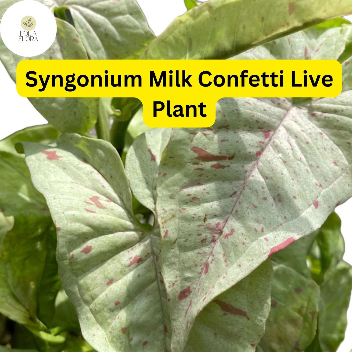 1 Syngonium podophyllum 'Milk Confetti' - Live Arrowhead Plant in 4" Pot - Well-Rooted Indoor Houseplant