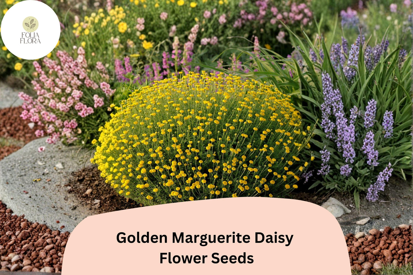 200+ Golden Marguerite Daisy Seeds | Anthemis tinctoria | Yellow Perennial Blooms | Pollinator Garden Flowers