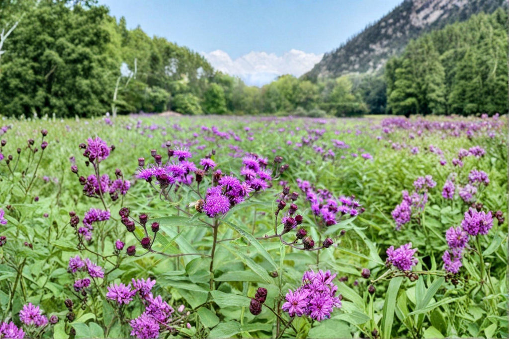 Vernonia noveboracensis – New York Ironweed 100 Seeds | Native Tall Perennial | Vibrant Purple Blooms | Pollinator Powerhouse