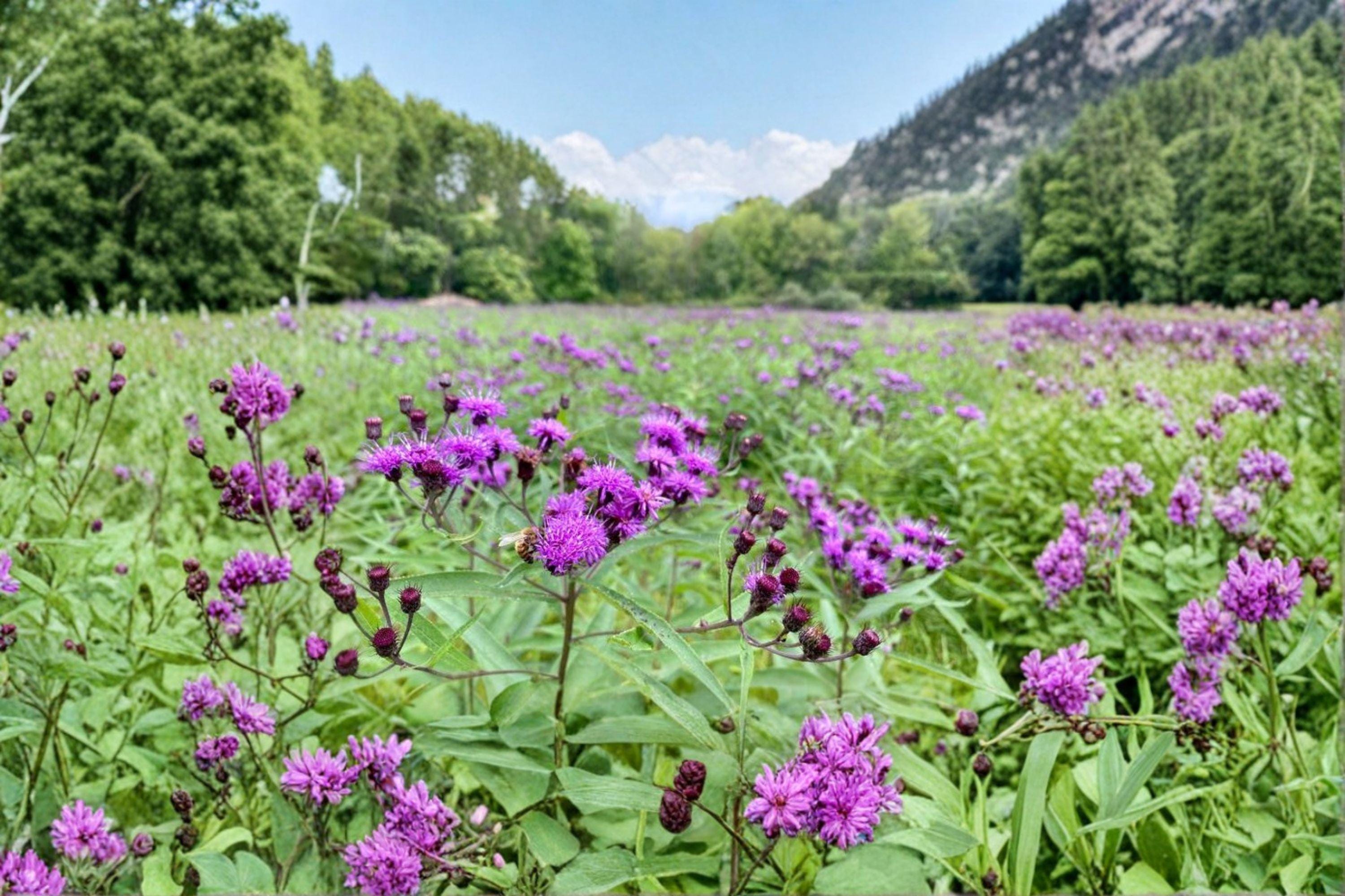Vernonia noveboracensis – New York Ironweed 100 Seeds | Native Tall Perennial | Vibrant Purple Blooms | Pollinator Powerhouse