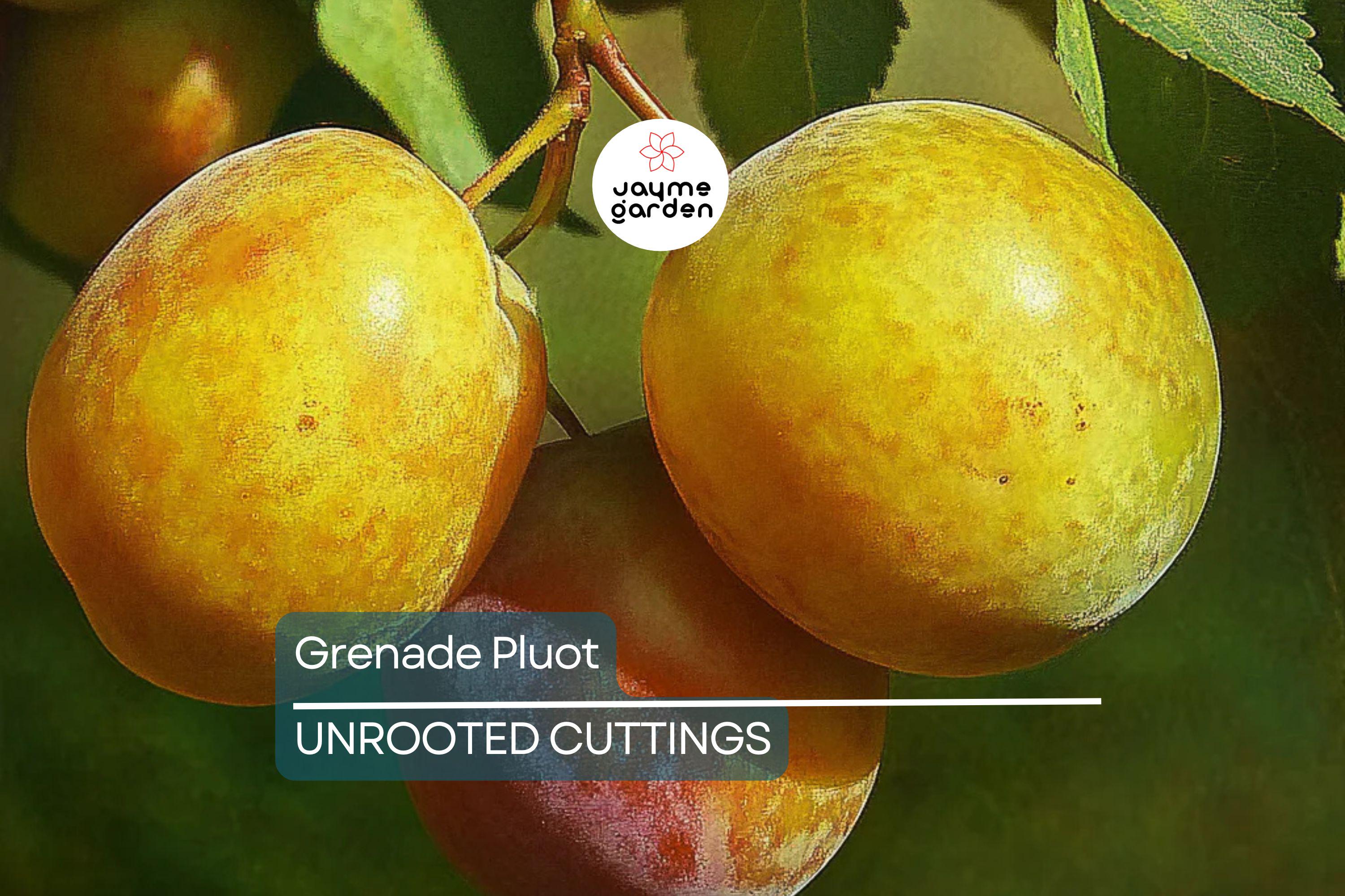 5 Grenade Pluot Scions for Grafting | Plum x Apricot Hybrid | Sweet Golden Fruit | Heavy Producer | 2-5" with 3-5 Buds