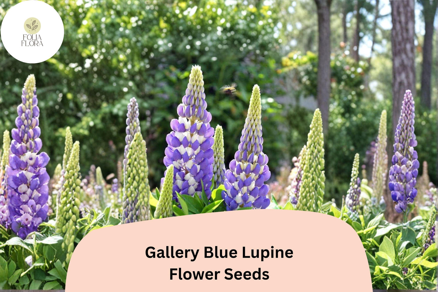 25+ Gallery Blue Lupine Seeds | Lupinus polyphyllus | Purple Spikes