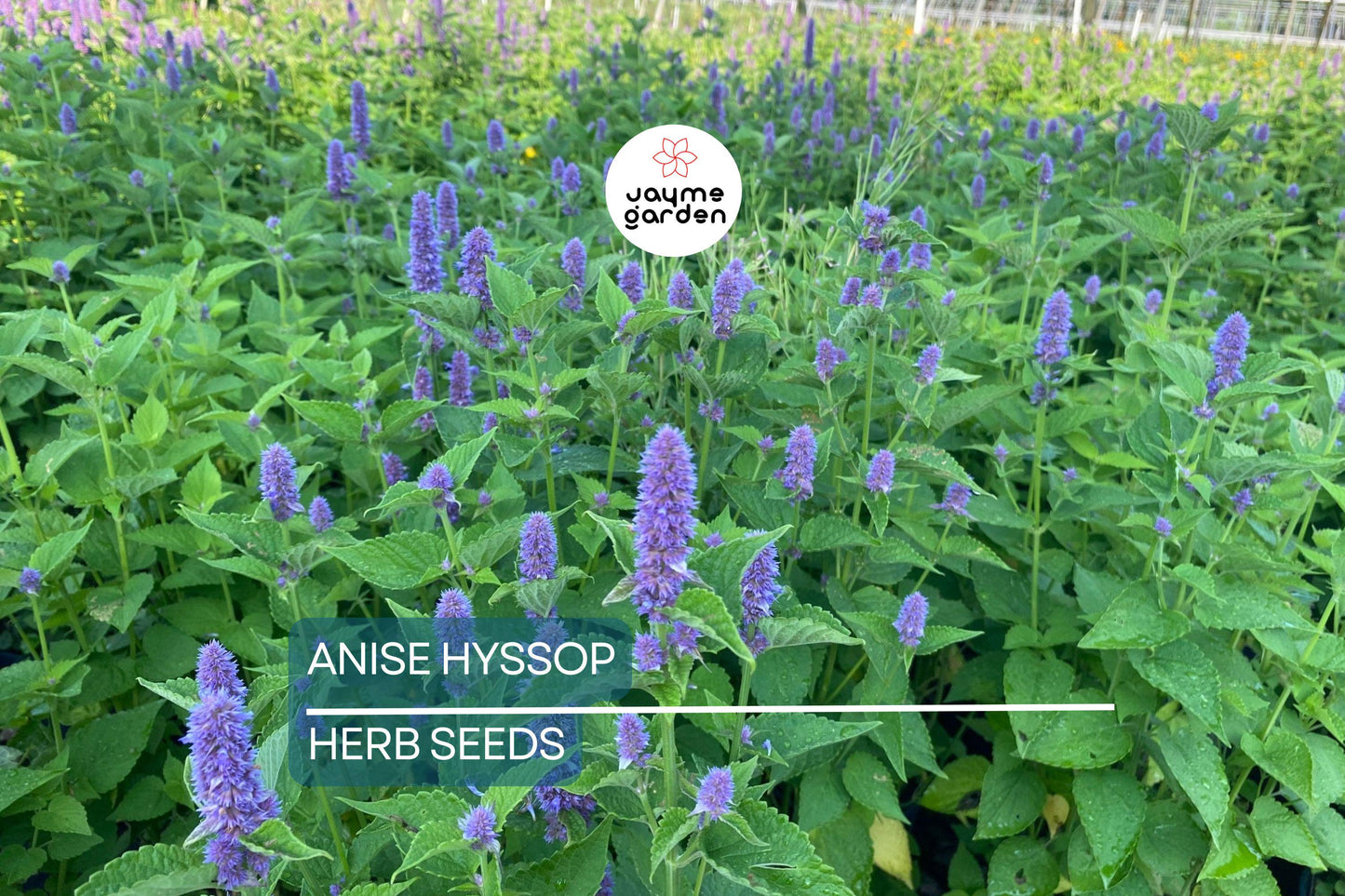 1,000 Anise Hyssop Seeds – Non-GMO, Fragrant Pollinator Plant, USA Seller, Free Shipping